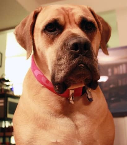 The Boerboel is a family guard dog.