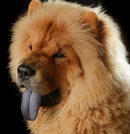 The dark tongue that makes the Chow Chow famous.
