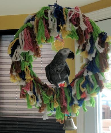 parrots-as-pets-african-grey-parrot