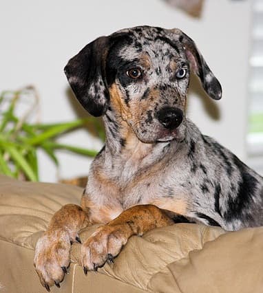 Catahoula Curs can become good house dogs.