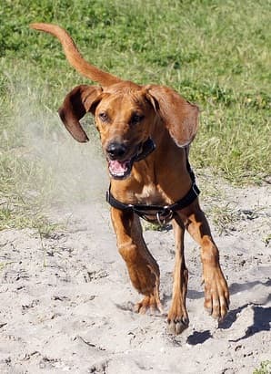 Redbone Coonhound puppy in a hurry.