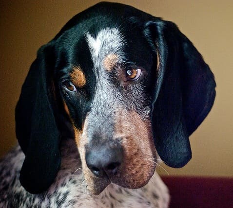 Bluetick Coonhound looking thoughtful.