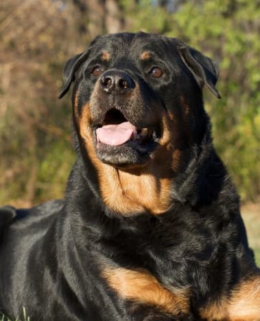 Rottweilers were shepherds, but now they are mostly used for protection.