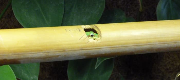 A cepediana peering warily out of its &quot;window&quot; in a bamboo tube.