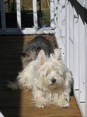 Since Westies do not shed much, their coats can get quite long.