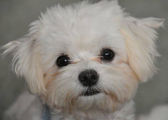 Many owners keep their Maltese clipped short to reduce tangling and daily combing.