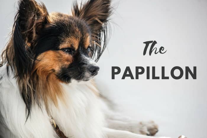 Papillons are not able to do everything. They just think they can.
