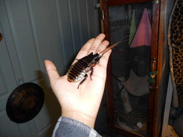 Hissing cockroach on my hand
