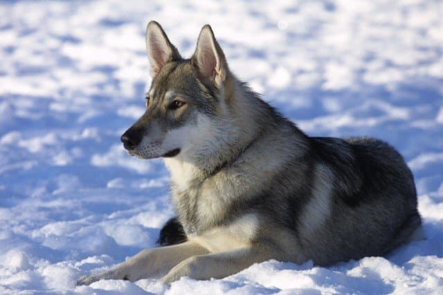 The Tamaskan dog was developed to look like a wolf.