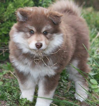 The Finnish lapphund is one of the dog breeds that looks similar to a wolf.