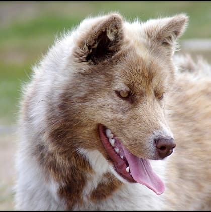 The Canadian Eskimo dog is another sled dog that looks like a wolf.