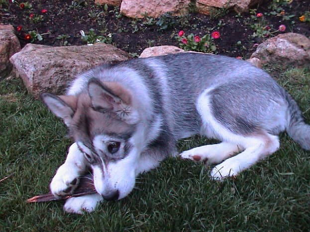 Some Alaskan malamutes have markings and colors similar to those of a wolf.