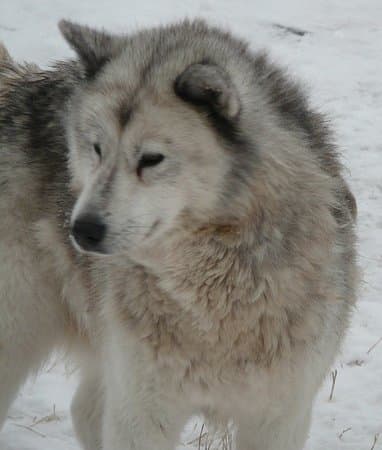 The Canadian Eskimo dog
