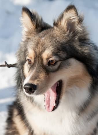 Some Finnish Lapphunds have markings similar to those of a wolf.