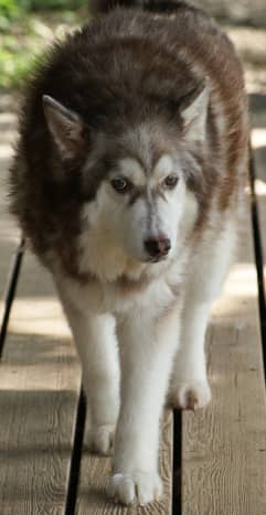 This is an adult Alaskan malamute, one of the dog breeds that looks like a wolf.
