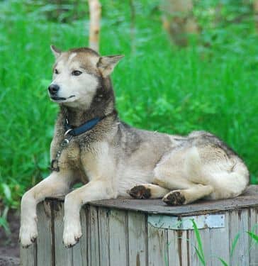 Some Siberian Huskies look more like wolves than others.