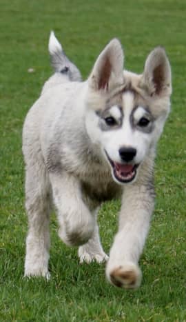 The Siberian husky is a popular dog breed with well-known markings.