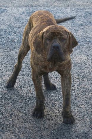 The Fila Brasileiro is one of the large dog breeds from Latin America and can be a great guard dog.