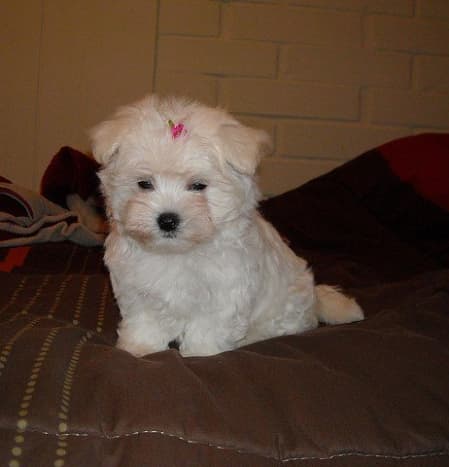 A tiny, fluffy, Maltese puppy.