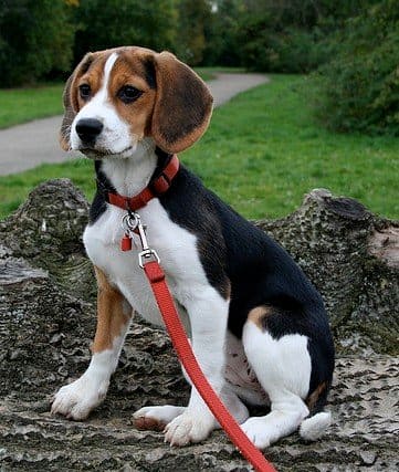 A young Beagle, looking fit.