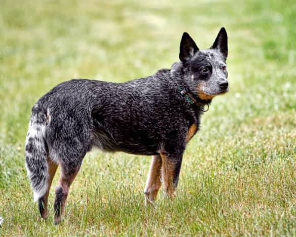 An Australian Cattle Dog showing a &quot;blue&quot; coat.  This dog might be called a &quot;Blue Heeler&quot;.