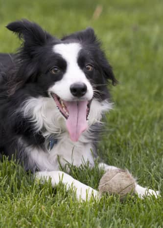 A tired, happy Border Collie.