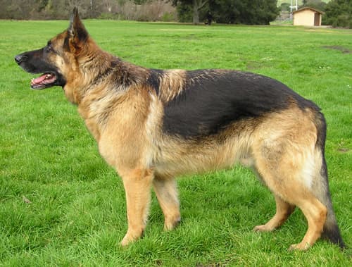 A German Shepherd