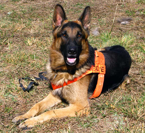 A search and rescue dog. This is an area where a German Shepherd Dog gets to show his loyalty.