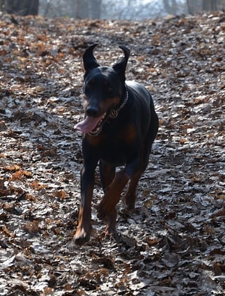 Dobermans are the  most loyal of all the dog breeds. 