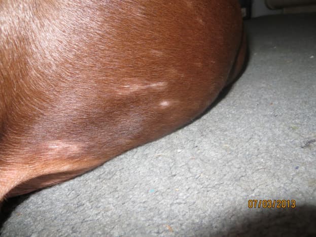 This is a shot of some of Buzz's bald spots.