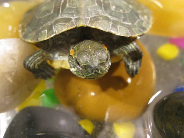 Turtles need more than a fish bowl and food pellets to be healthy.