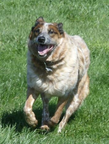 Australian Cattle Dogs are healthy and usually have a healthy lifestyle.
