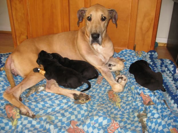 Even with megaesophagus, Kayla put on weight and cared for her Great Dane puppies.