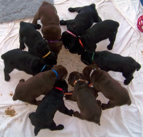 Color is determined by several genes so many different colored pups may be present in the same litter.