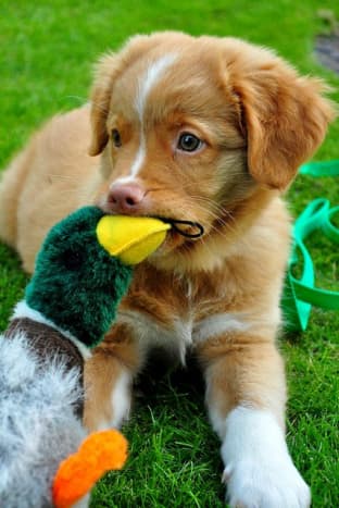 Even Toller puppies like to play with ducks.