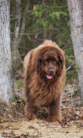 Some Newfoundlands, like this dog, weigh over 200 pounds.