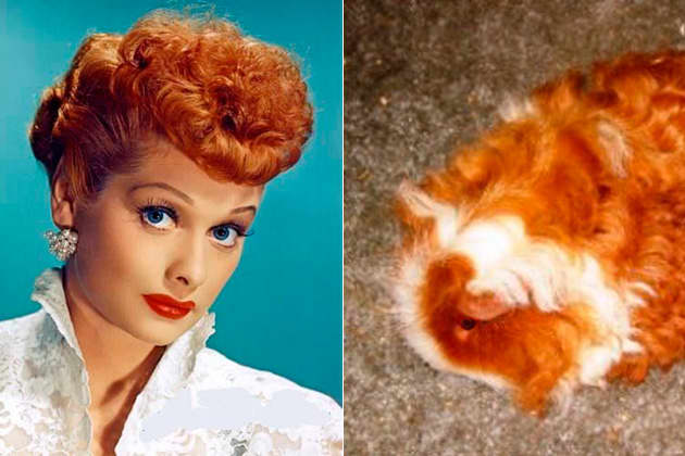 A rare find, this Lucille Ball guinea pig has exactly the right sort of hair.