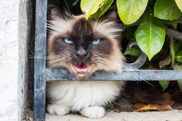 &quot;Hey, cat hater!  Your flowerbed is my litter box.  Ba-ha-ha-ha.&quot;