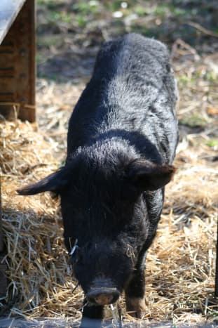 We adopted a four-year old boar the shape of a lean dog, with a lovely personality but serious malnutrition.