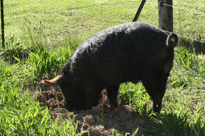 When introduced to a new area for digging, Mr Pig carefully chooses a spot to start work. A curly tail is a sign of a happy pig. Mr Pig is obviously happy. :)