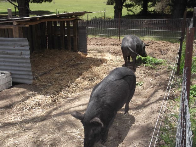 The pigs have their own pen, linked to our large vegetable gardens to the right. During the summer growing period, they stay in their own yard area and we toss grass and vegetables over the fence.