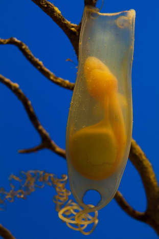 A small spotted Catshark egg sack