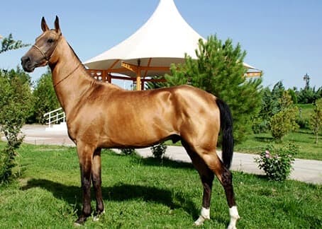 Some consider this breed the most beautiful horse.