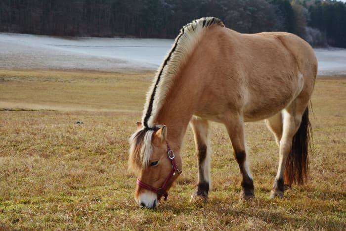 The Fjord horse originated in Norway.