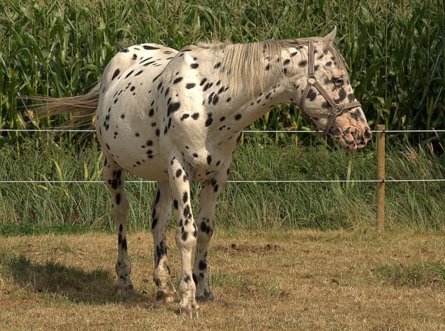 Look at the spots on this breed!