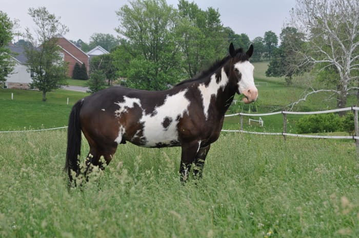 I absolutely adore American Paint horses.