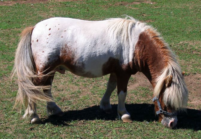 Miniature horses have become a controversial breed in recent years.