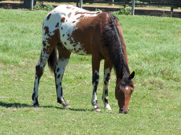 The Appaloosa, as previously mentioned, is associated with the Knabstrupper. 