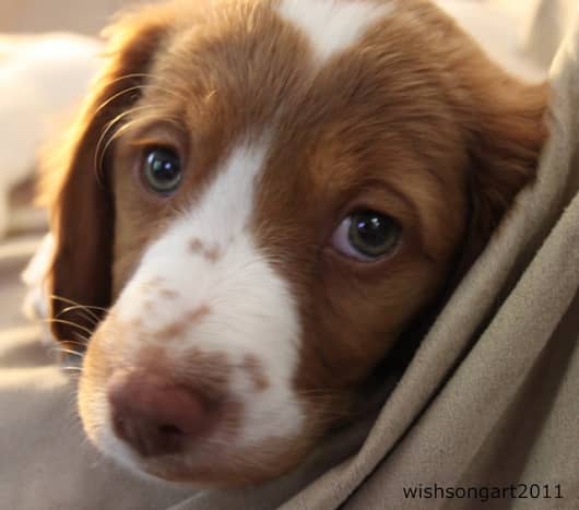 The Brittany Spaniel.