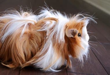 An example of a layered haircut on a Peruvian guinea pig.